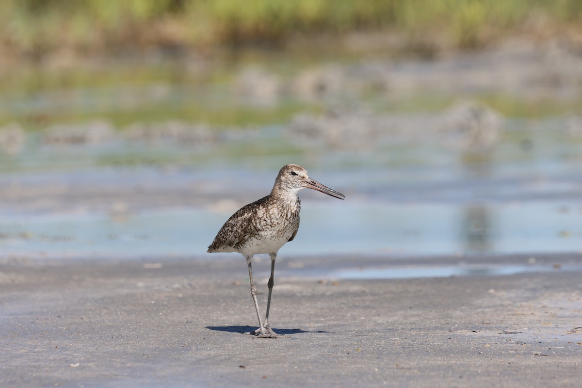 willetsnipe - ML659887846