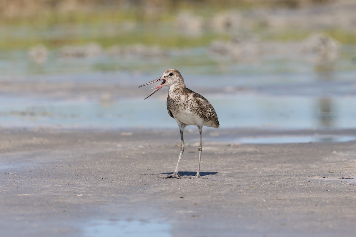 willetsnipe - ML659887848