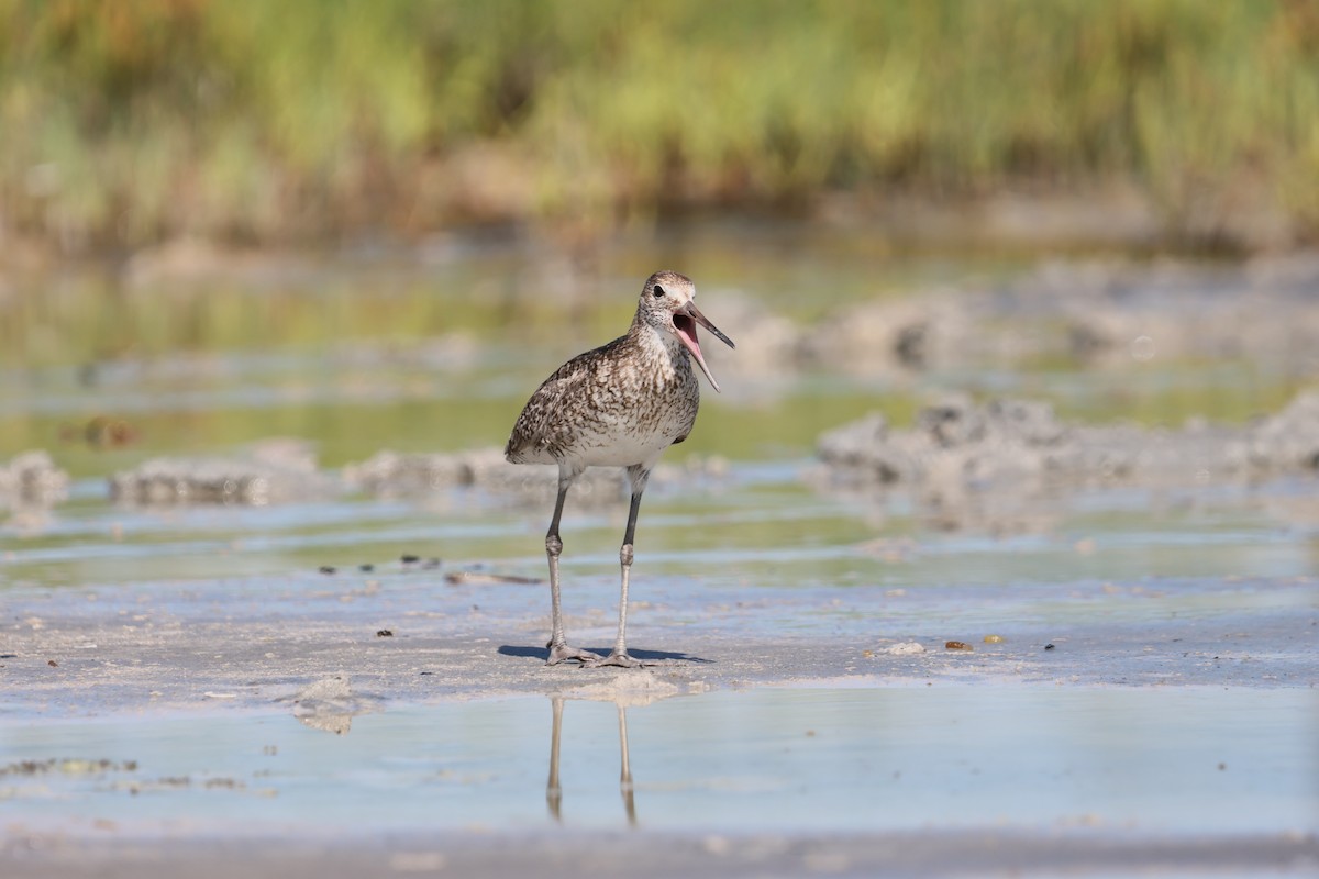 willetsnipe - ML659887849