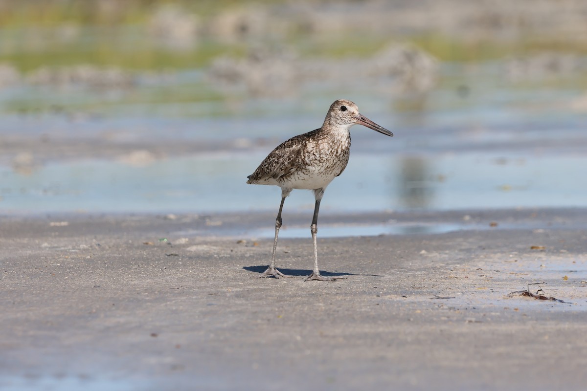 willetsnipe - ML659887850