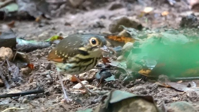 brillemaurpitta - ML659887875