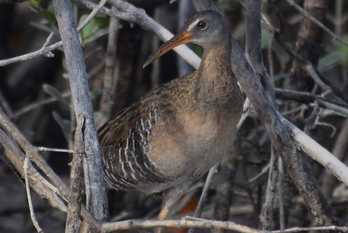 Clapper Rail (Gulf Coast) - ML659888170