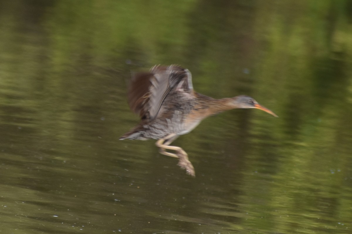 Clapper Rail (Gulf Coast) - ML659888172