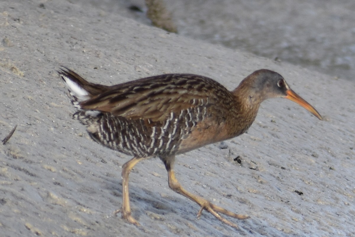 Clapper Rail (Gulf Coast) - ML659888173