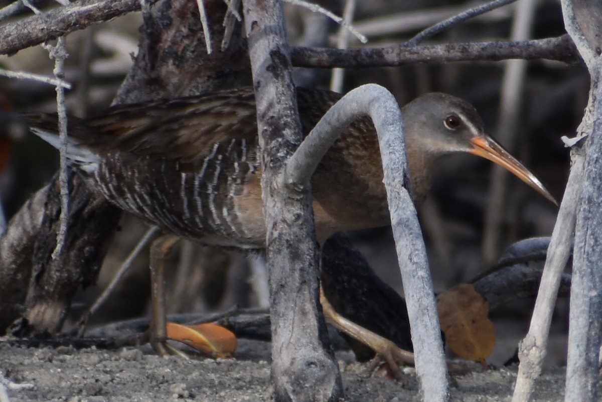 Clapper Rail (Gulf Coast) - ML659888174
