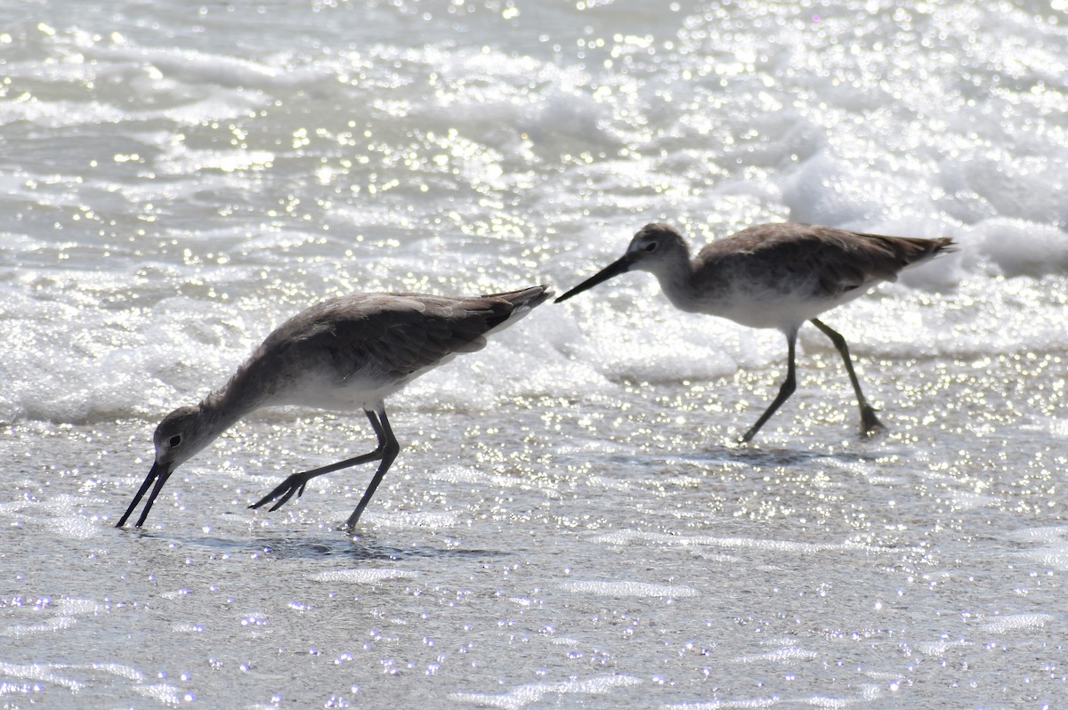 Willet (Western) - ML659888198