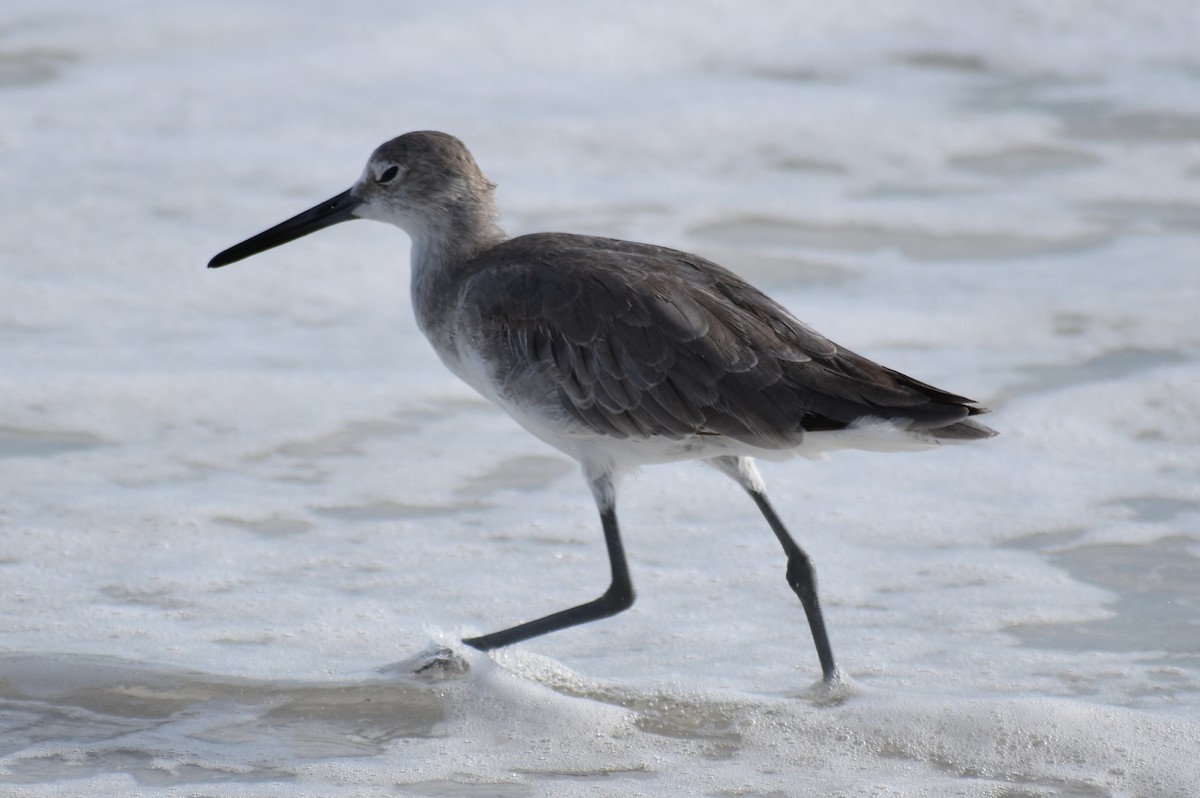 Willet (Western) - ML659888199