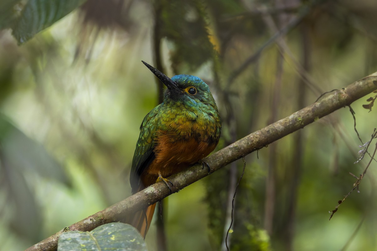 Coppery-chested Jacamar - ML659888465