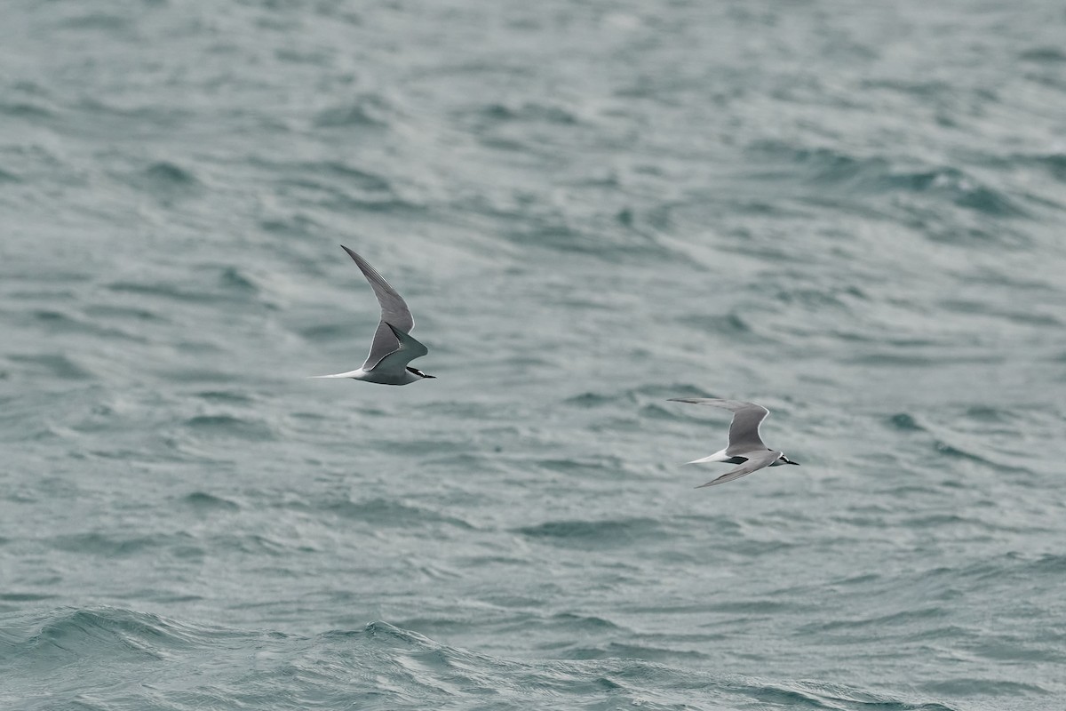 Aleutian Tern - ML659888501