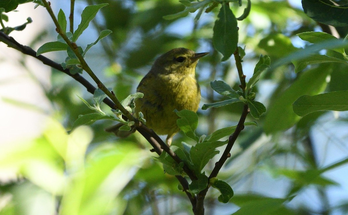 Orange-crowned Warbler - ML659888508