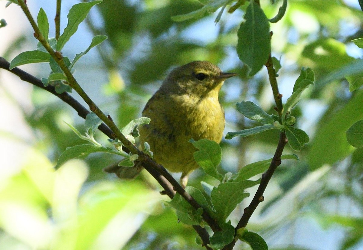 Orange-crowned Warbler - ML659888509