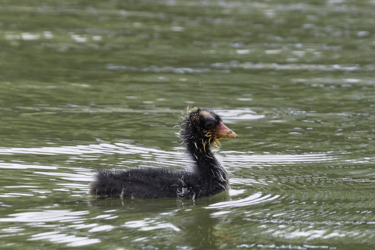 American Coot - ML659888512