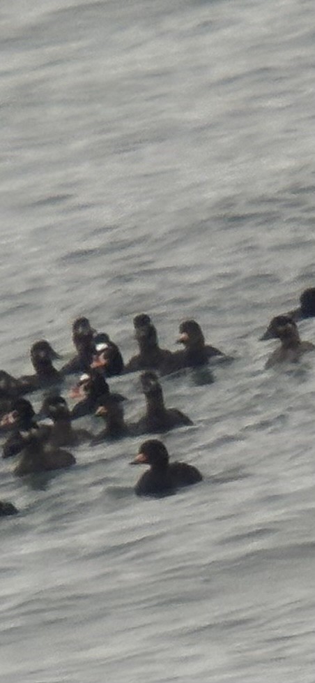 Black Scoter - ML659888513