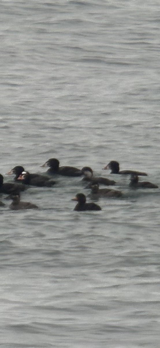 Black Scoter - ML659888514