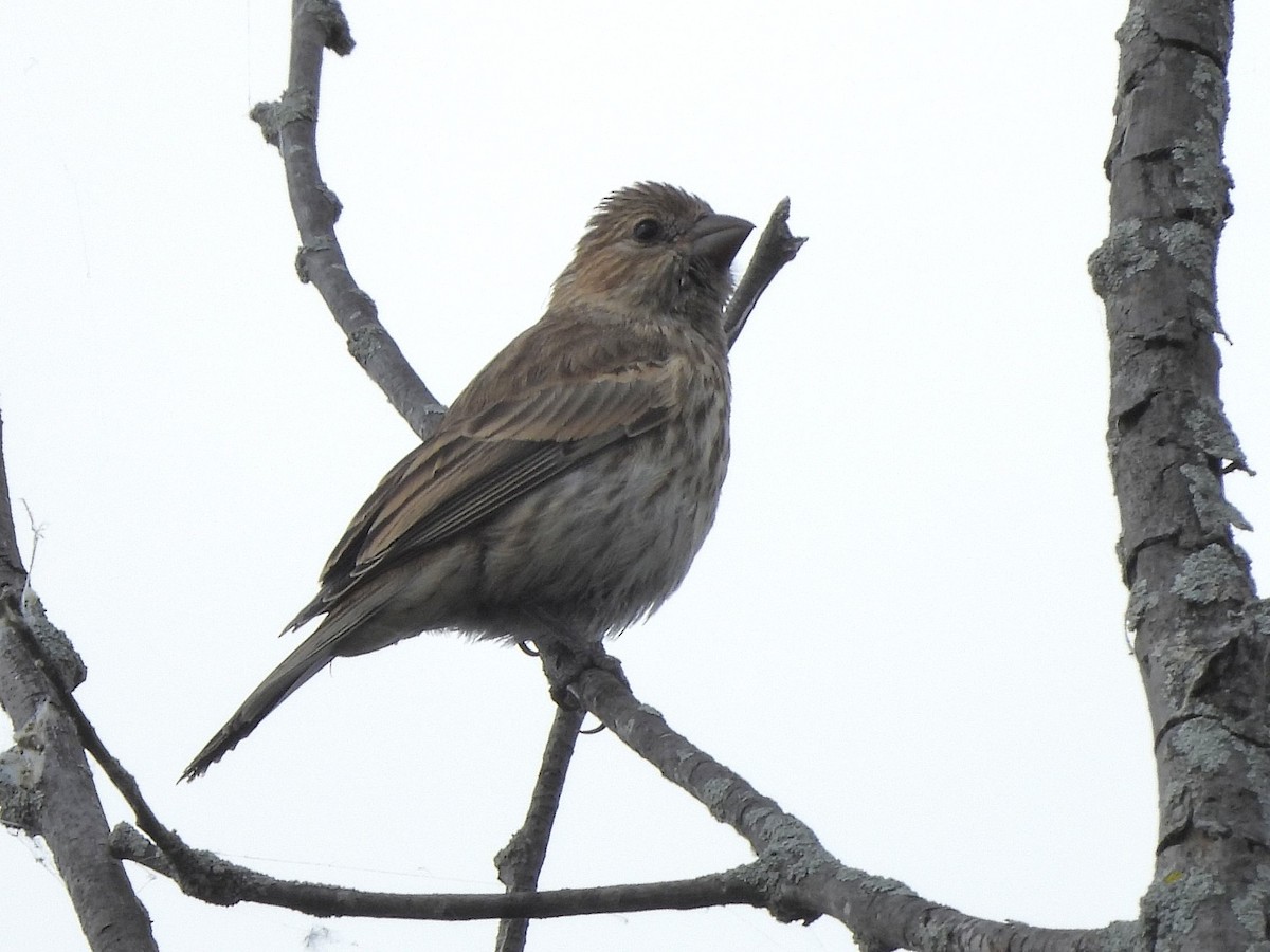 House Finch - ML659888515