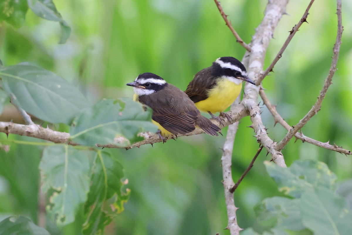 Lesser Kiskadee - ML659888516