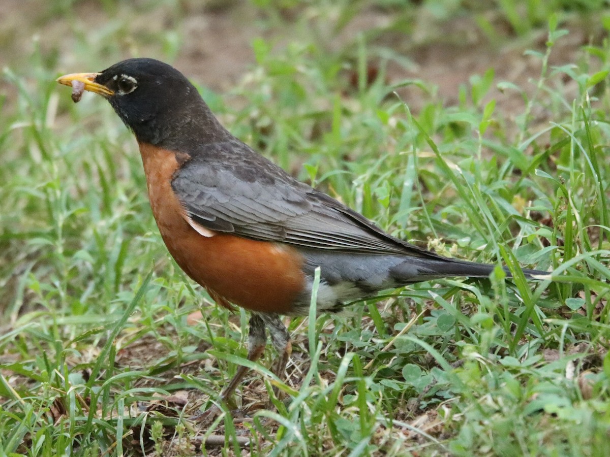 American Robin - ML659888518