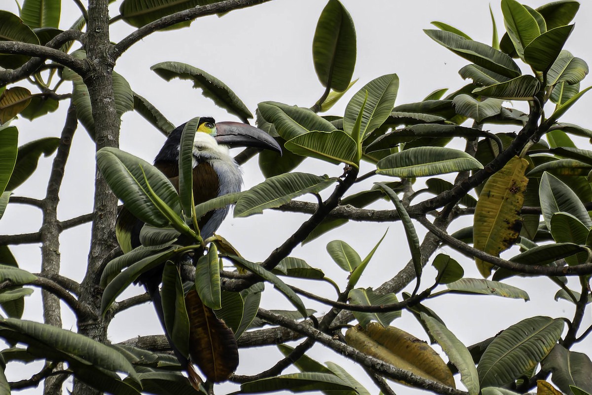 Black-billed Mountain-Toucan - ML659888519