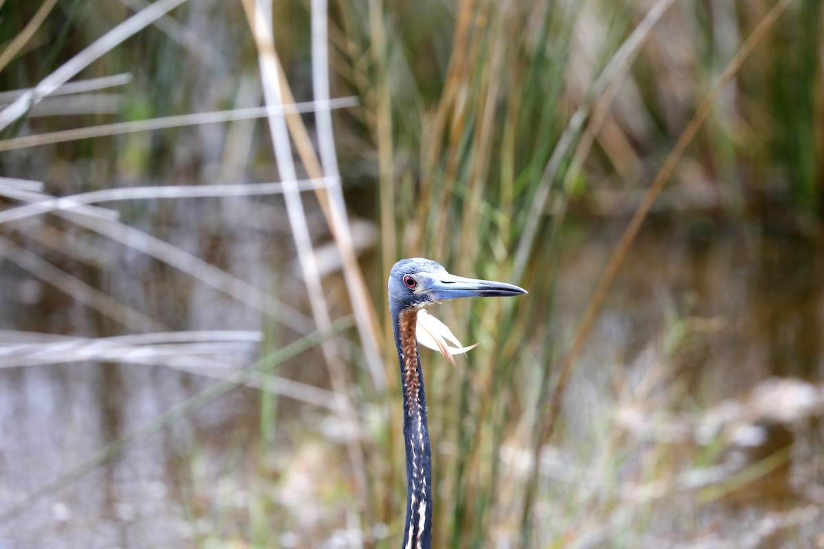 Tricolored Heron - ML659888521