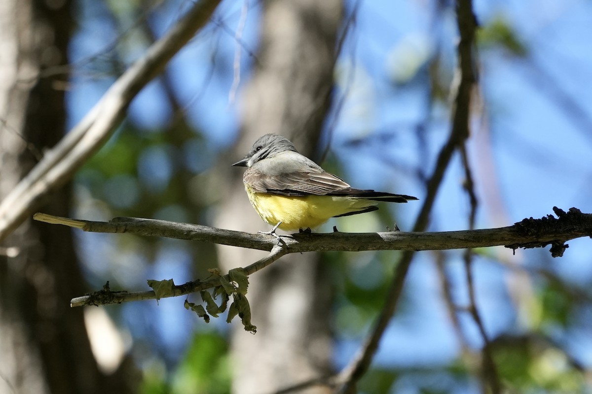 Western Kingbird - ML659888526