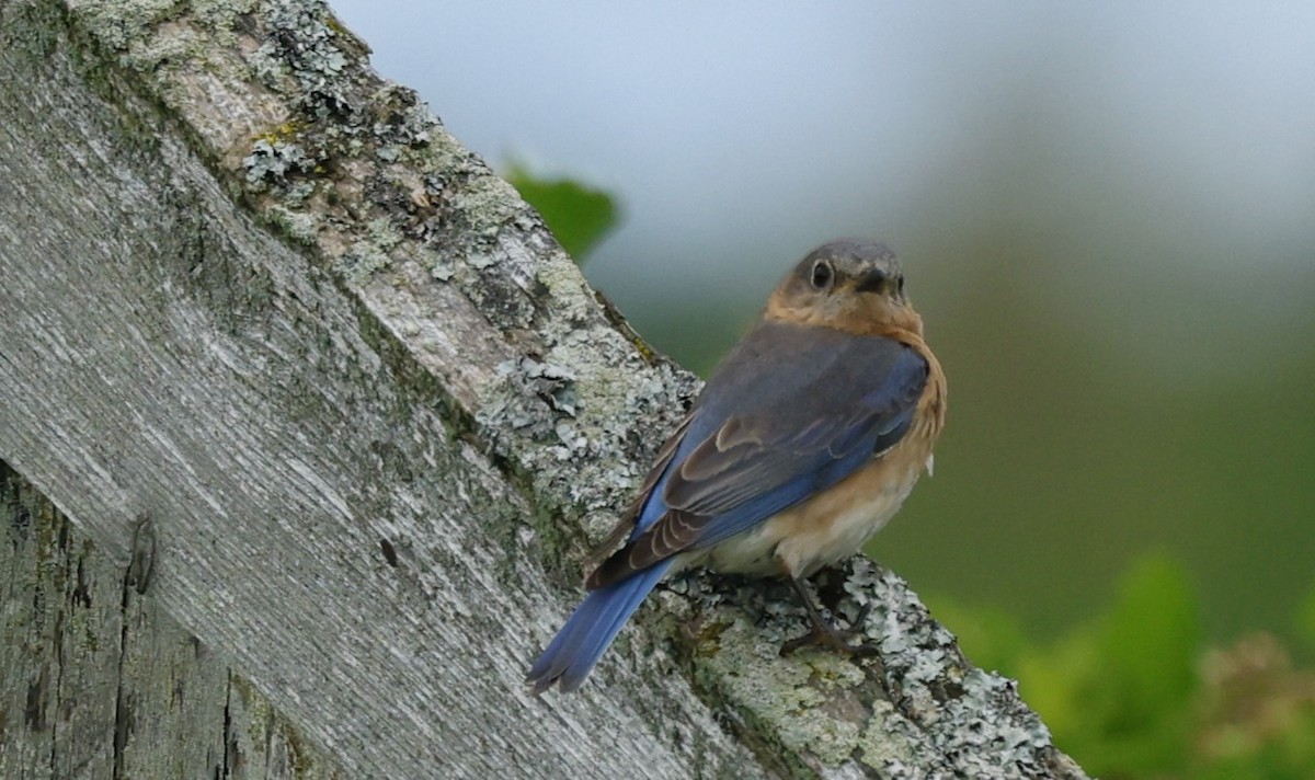 Eastern Bluebird - ML659888532