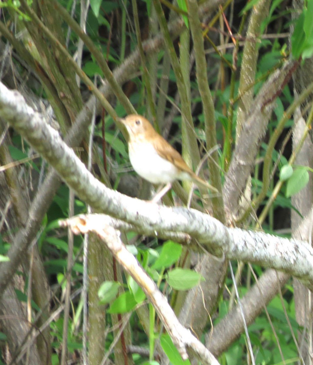 Veery - ML659888533