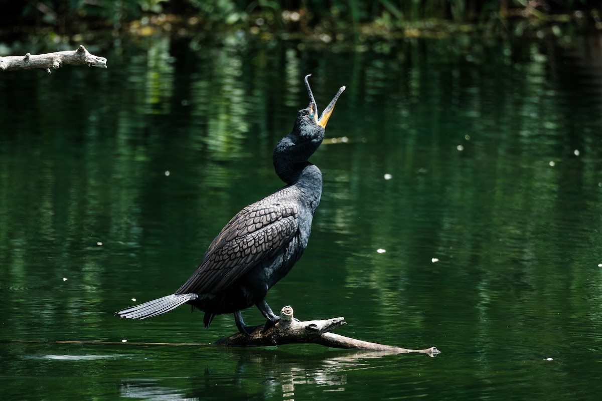 Double-crested Cormorant - ML659888534