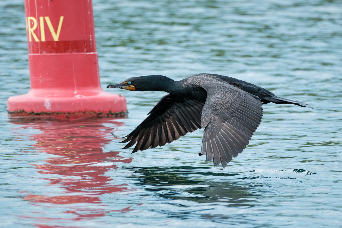 Double-crested Cormorant - ML659888535