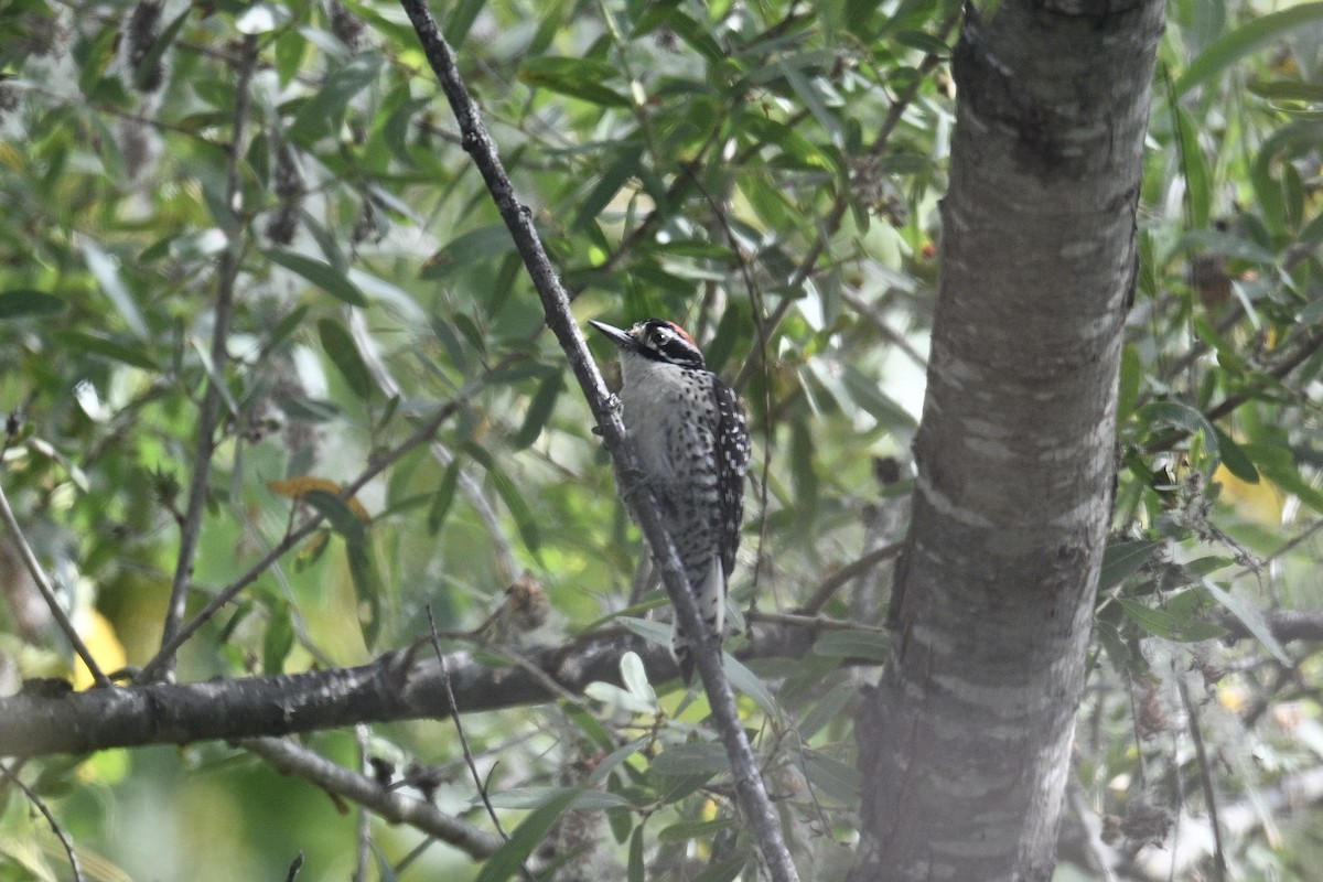 Nuttall's Woodpecker - ML659888537