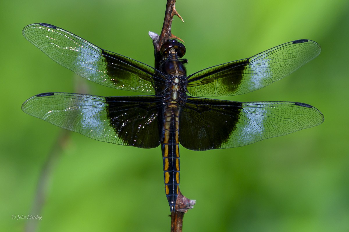 Widow Skimmer - ML659888692