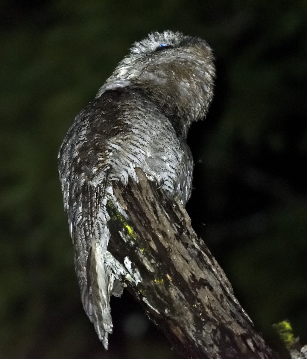 Great Potoo - ML659889700