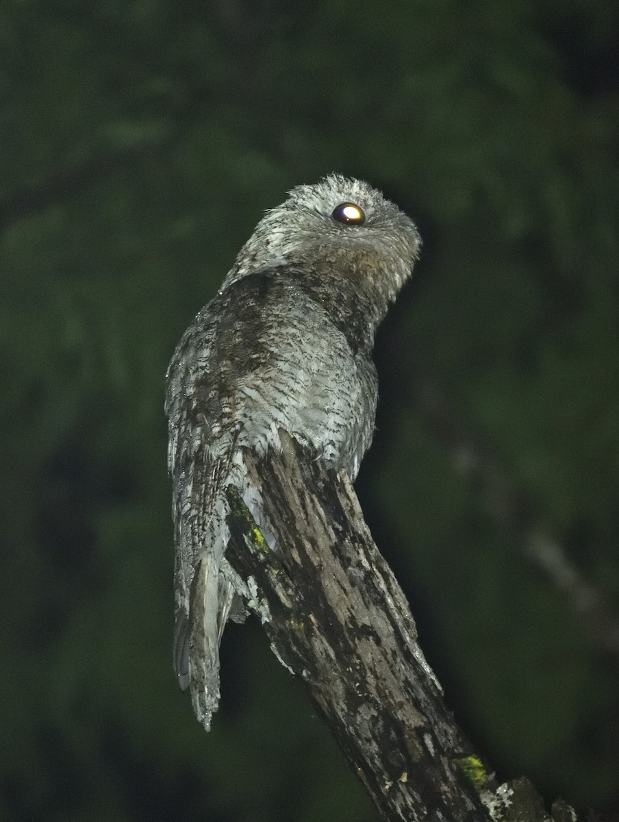 Great Potoo - ML659889701