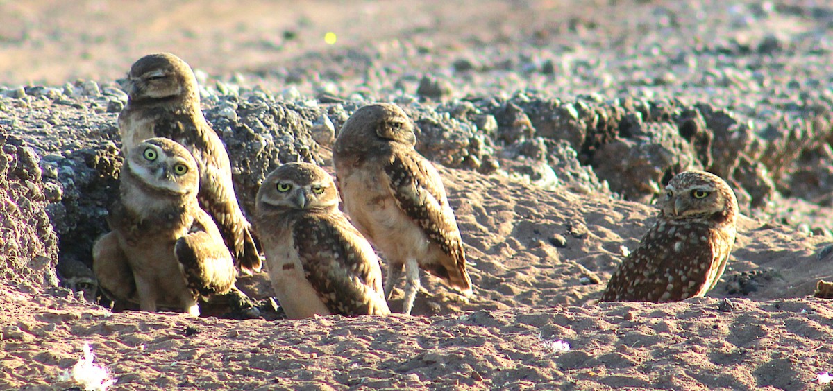 Burrowing Owl - ML659889724