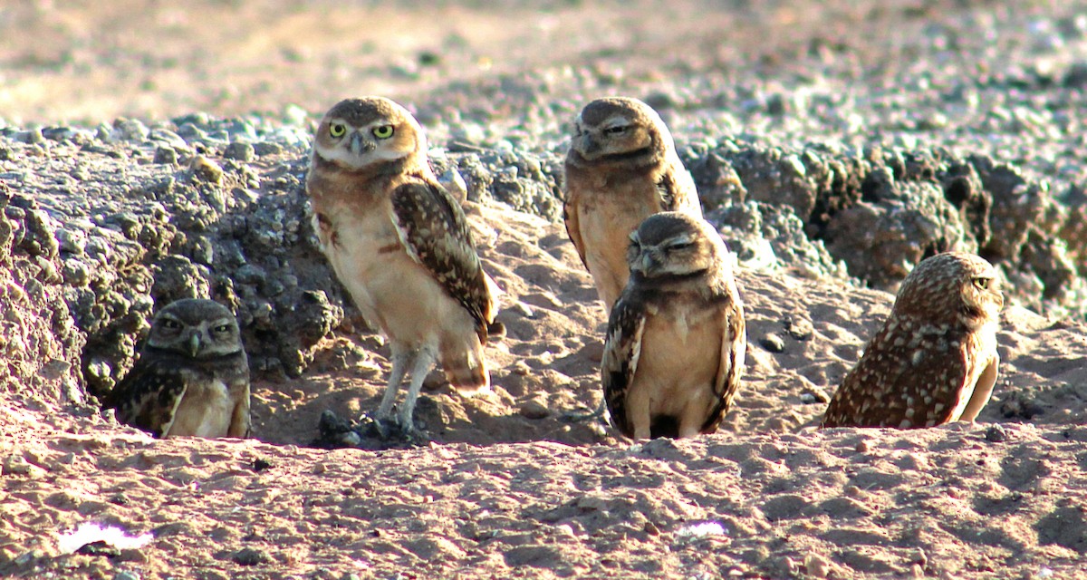 Burrowing Owl - ML659889725