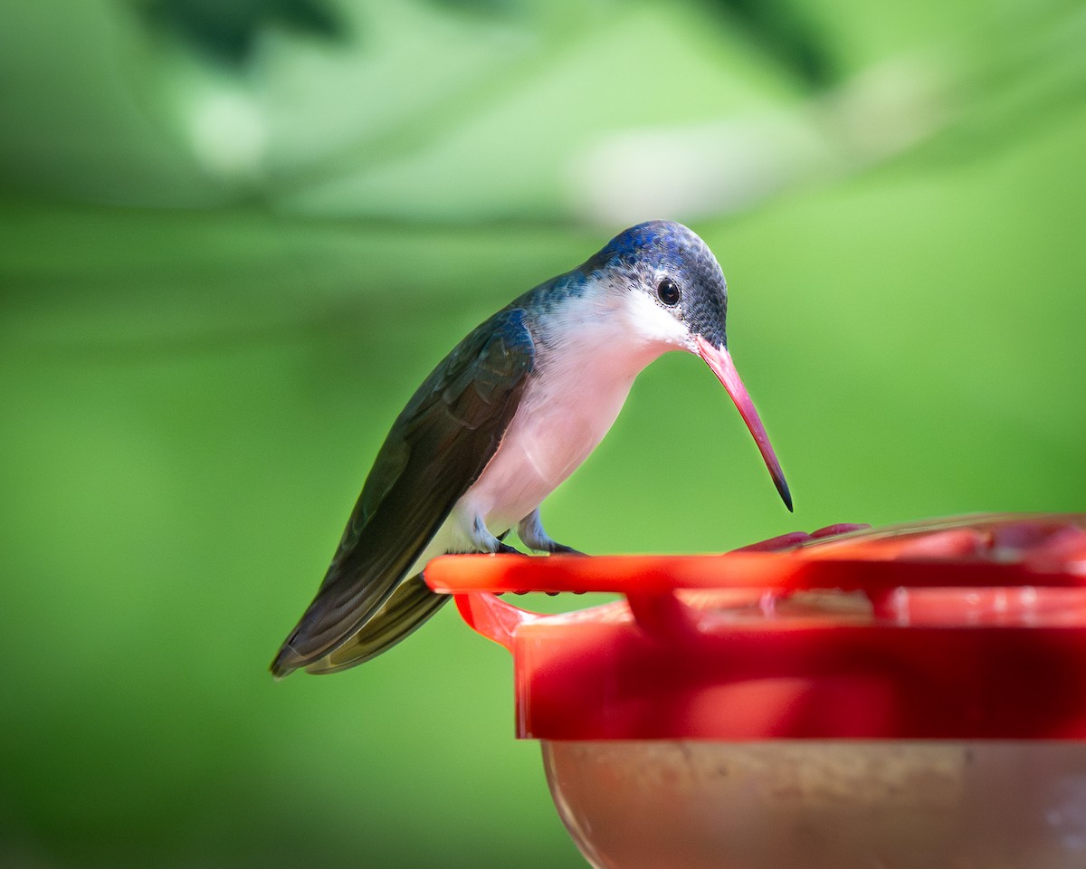 Violet-crowned Hummingbird - ML659889761