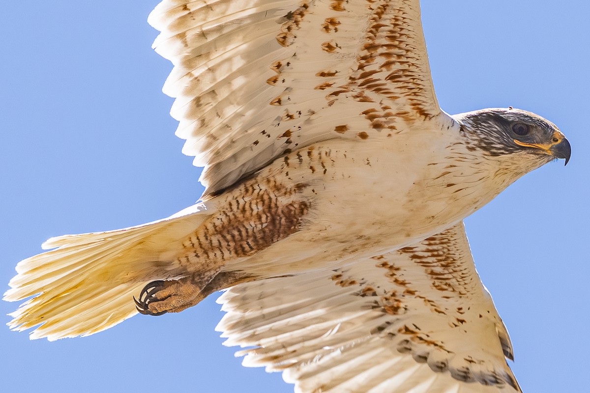 Ferruginous Hawk - ML659889764