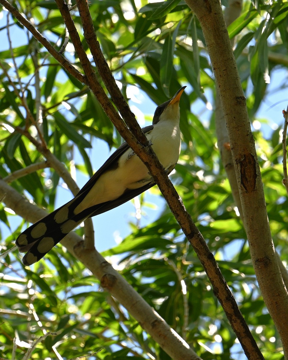 Yellow-billed Cuckoo - ML659889766