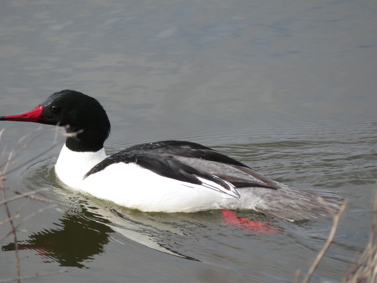 Common Merganser - ML659889767