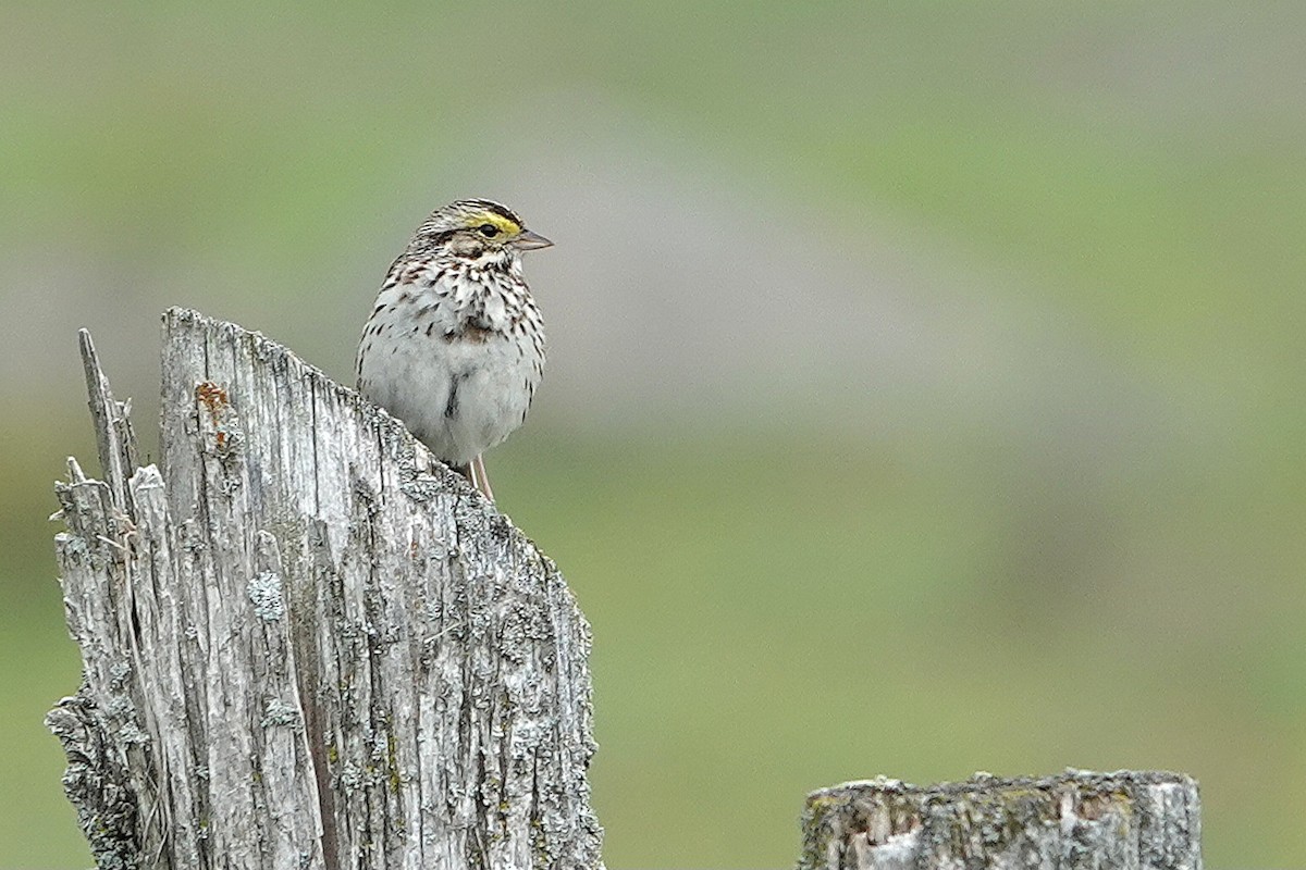 Savannah Sparrow - ML659889768