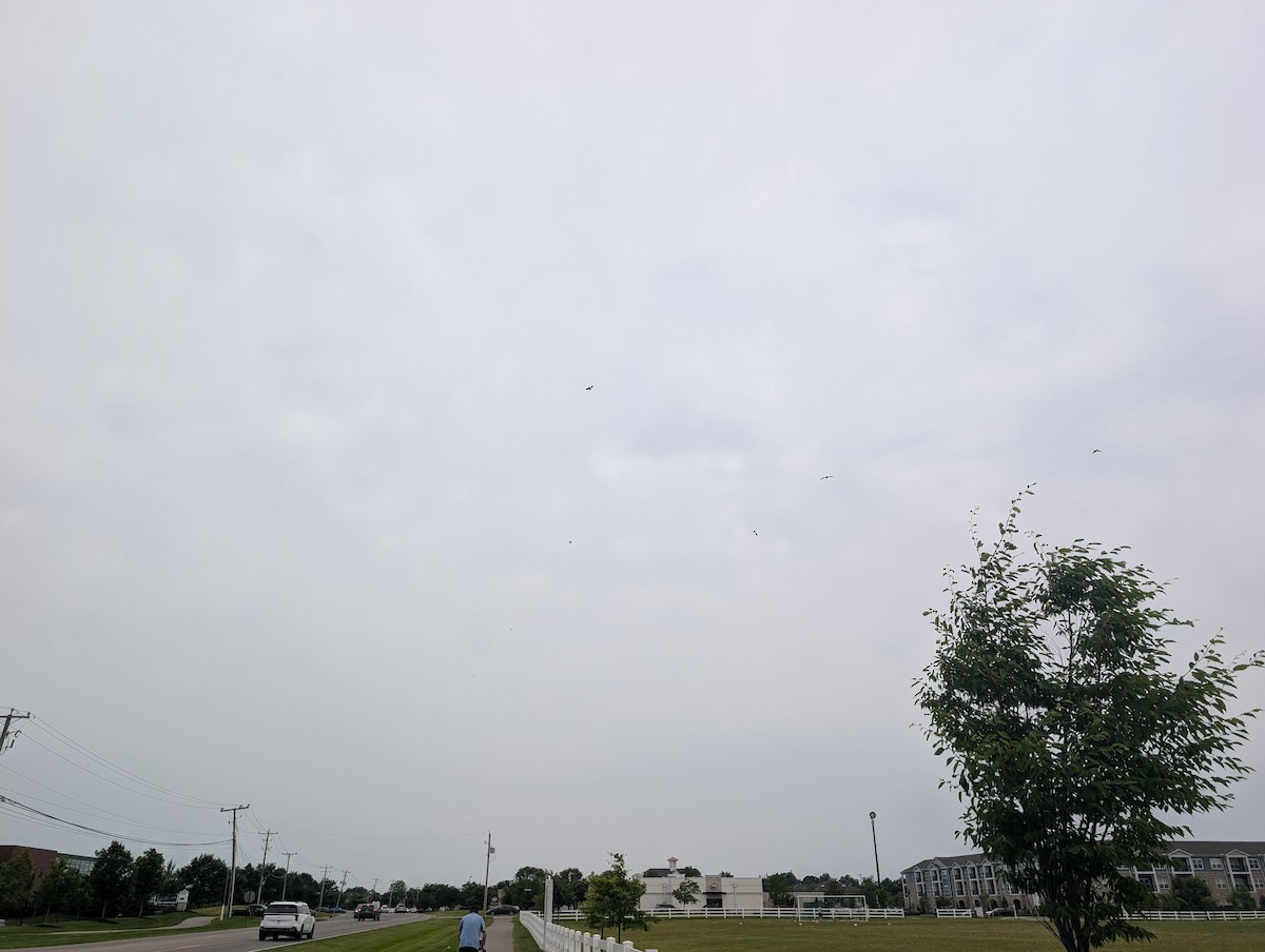 Killdeer - ML659889769