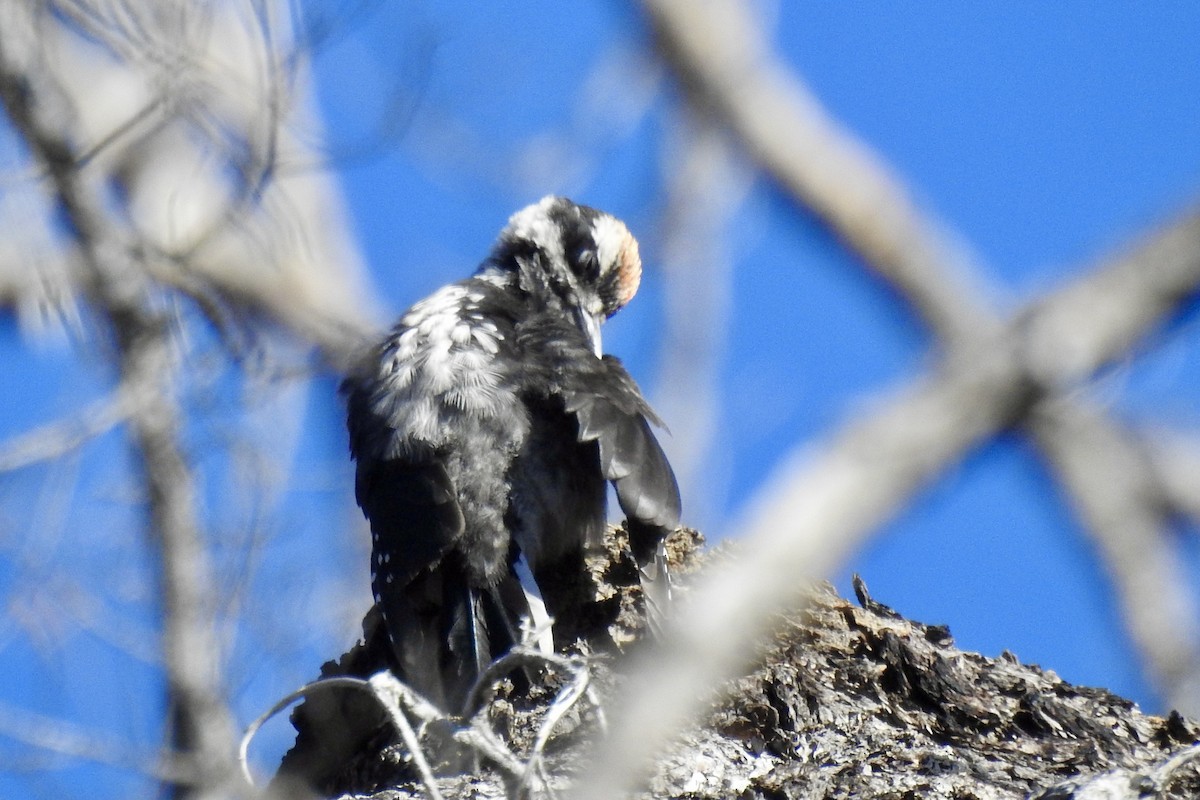 Hairy Woodpecker - ML659889770