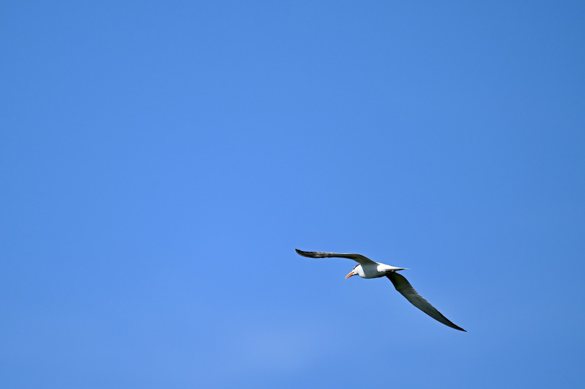 Royal Tern - ML659889771
