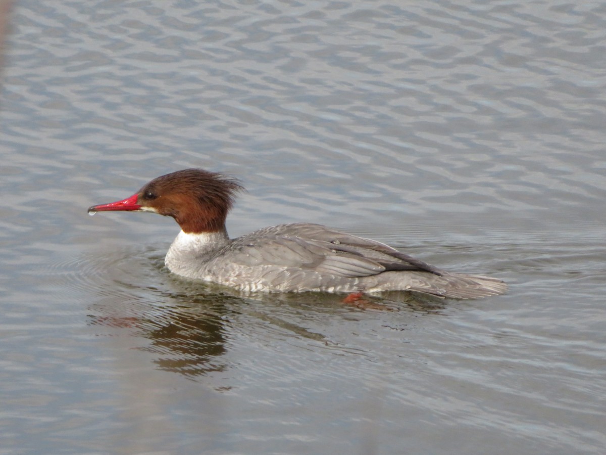 Common Merganser - ML659889772
