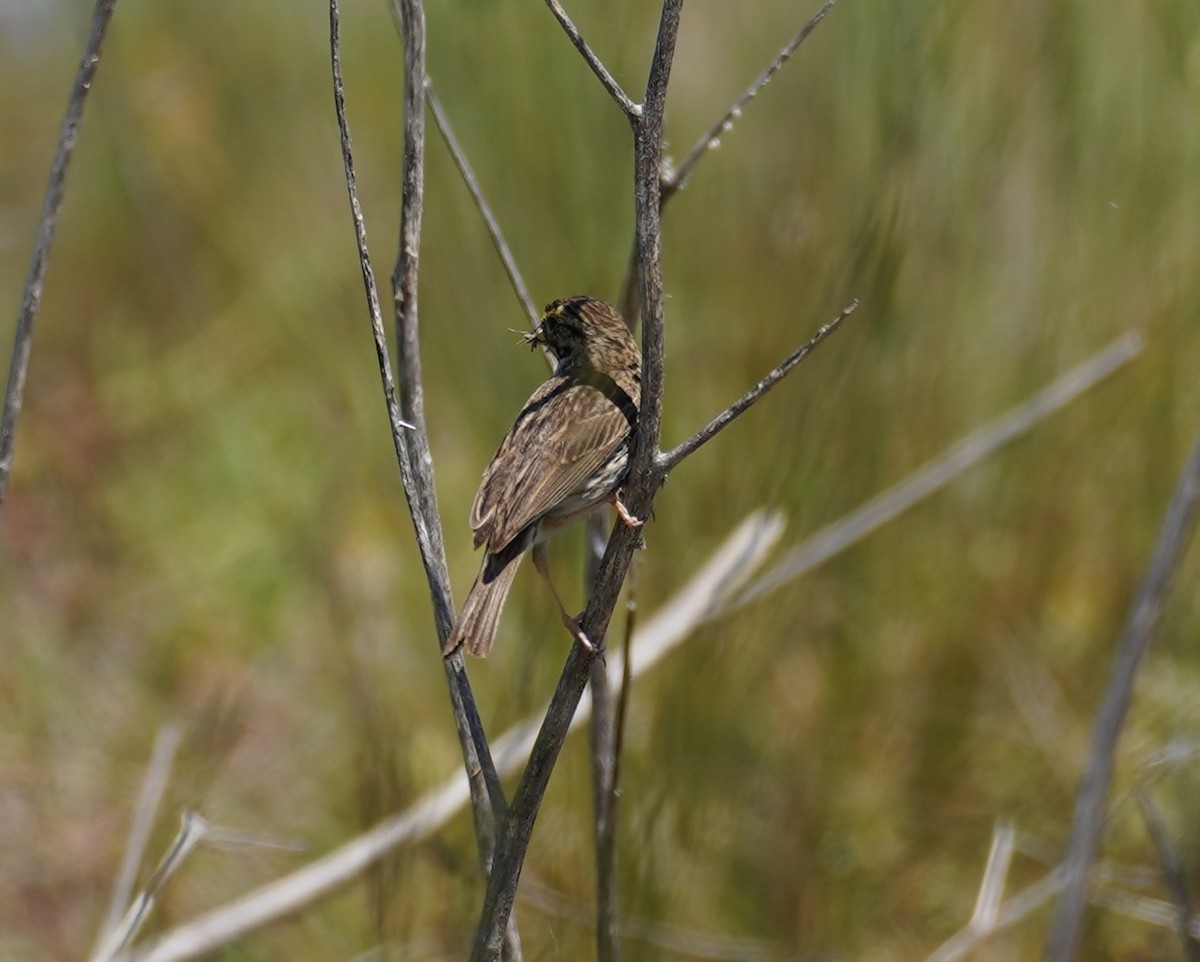 Savannah Sparrow - ML659889774