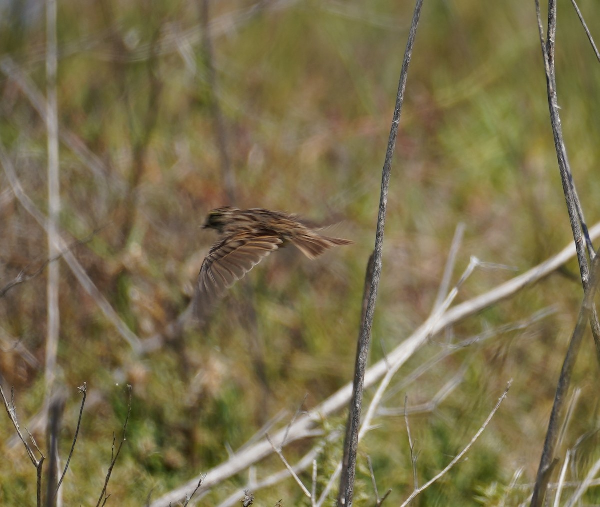 Savannah Sparrow - ML659889775