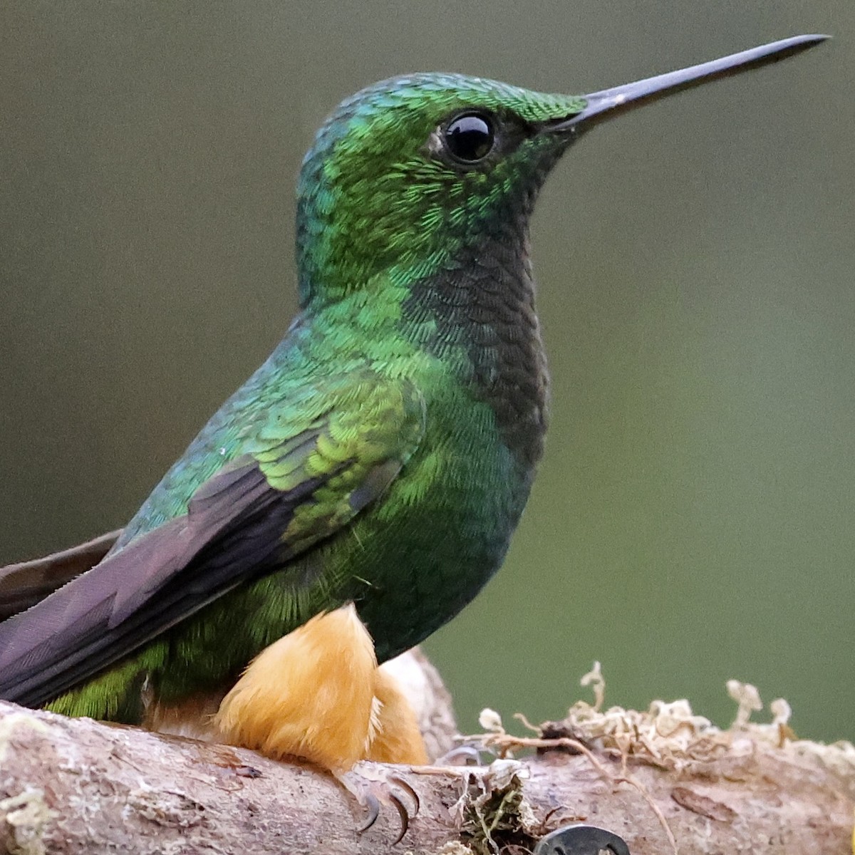 Peruvian Racket-tail - ML659889776