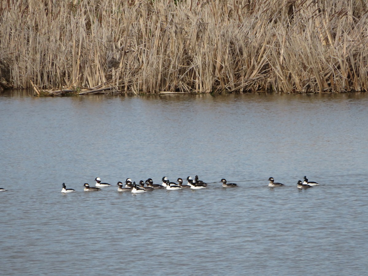 Bufflehead - ML659889777