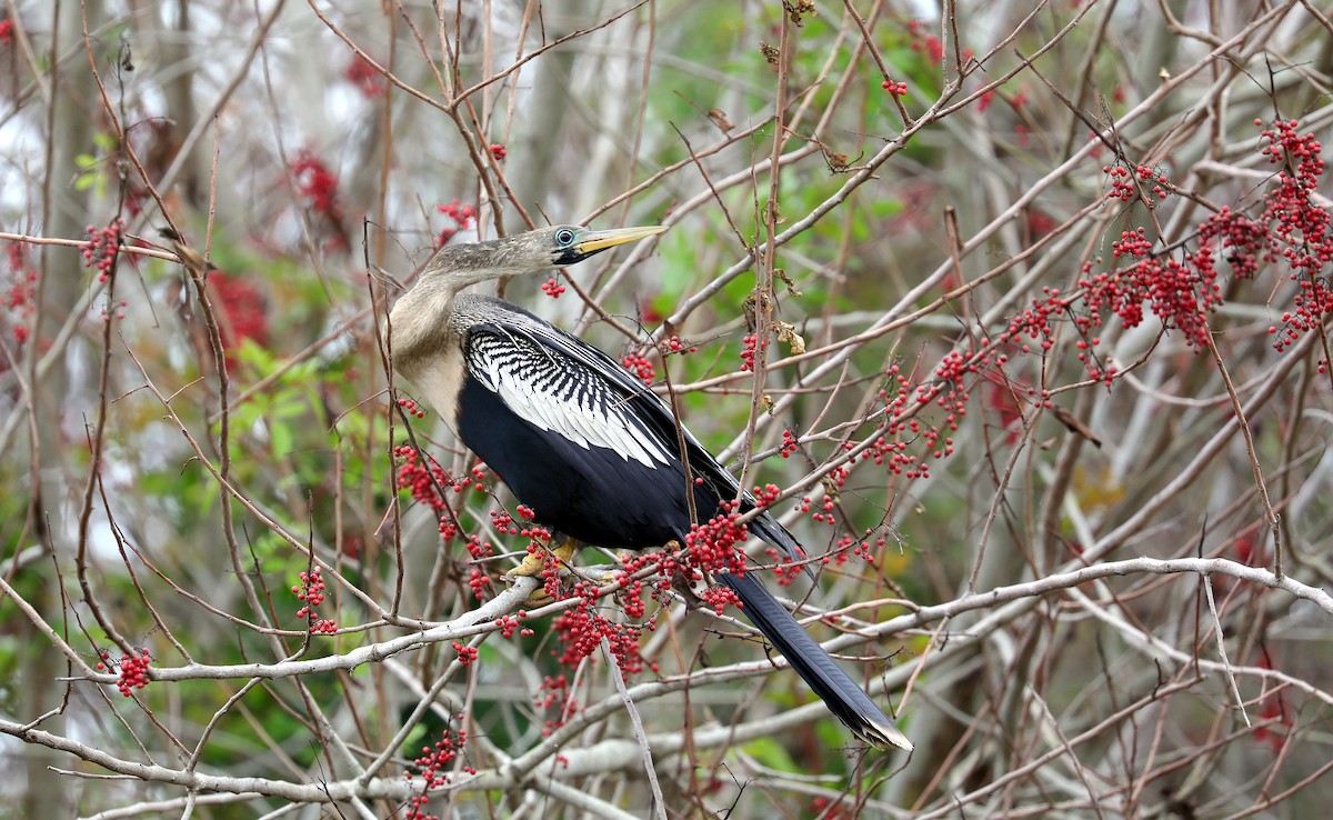 Anhinga - ML659889778