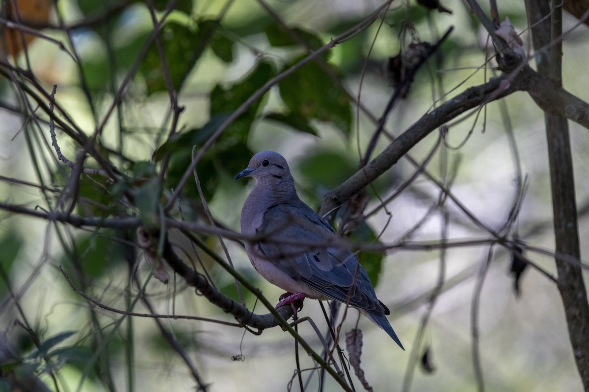 Eared Dove - ML659889779