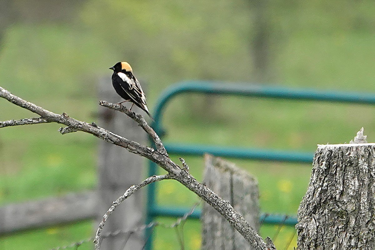 Bobolink - ML659889780